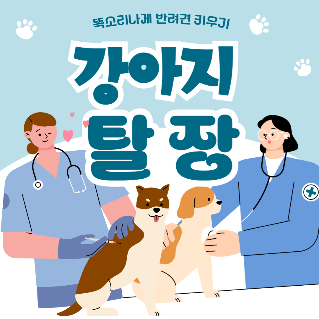 강아지 탈장 원인 증상 치료방법 수술비용
