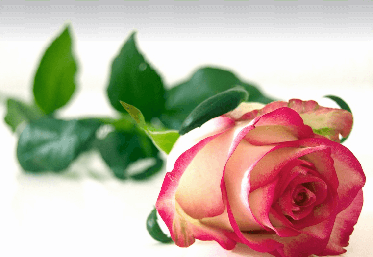 삼척장미축제 일정 입장료 주차장 관람꿀팁