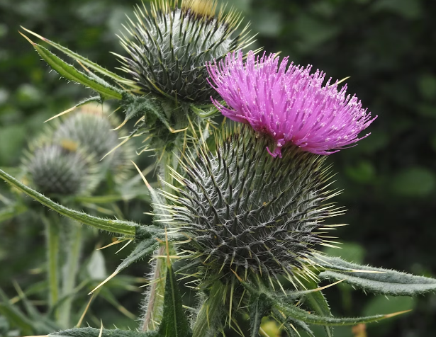 엉겅퀴 호소 효능