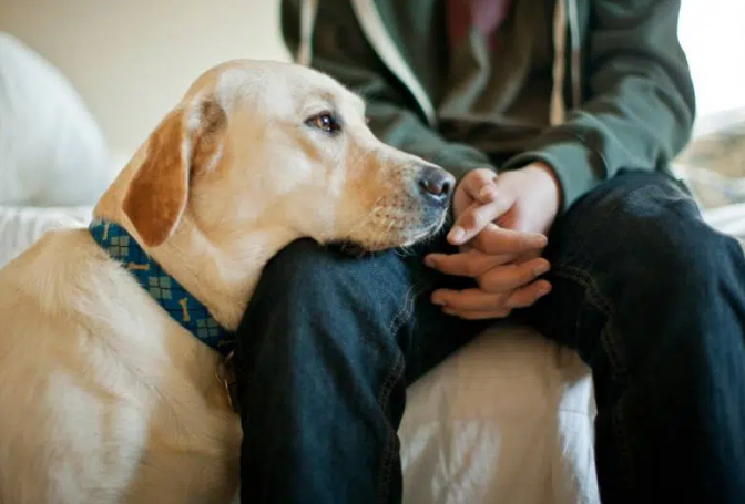 반려인과 공감하는 듯한 강아지의 표정 이미지