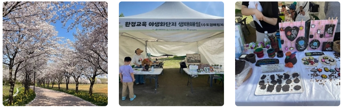 드림파크 벚꽃축제 완전정복