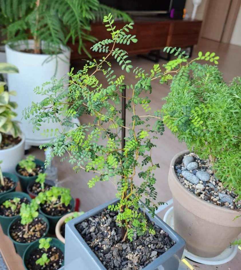 아주 작은 잎들이 귀엽게 매달려 있는 마오리소포라