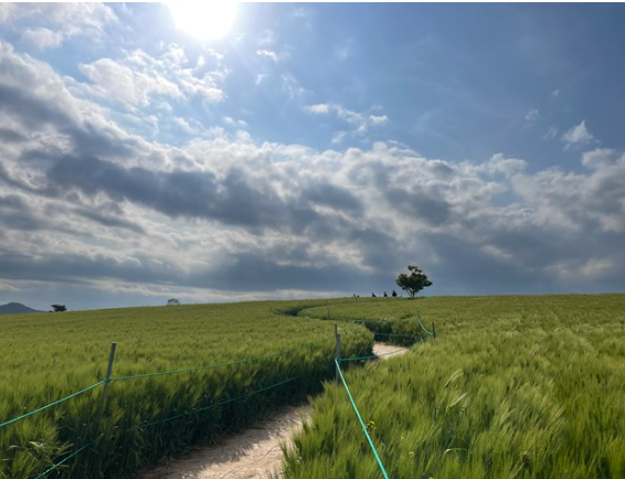 고창-청보리밭-축제