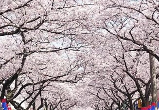 경주-벚꽃-개화시기-2