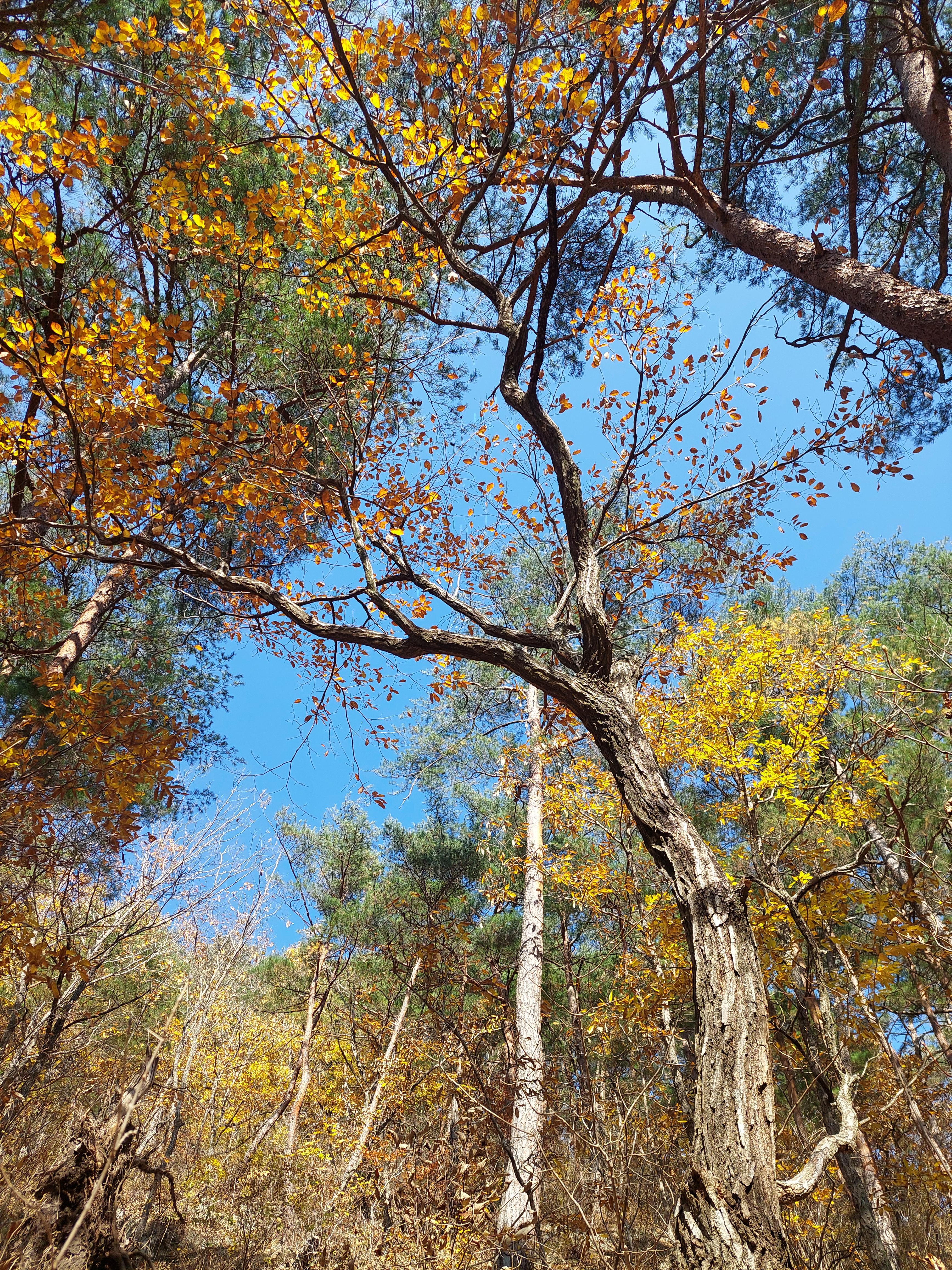 주왕산
