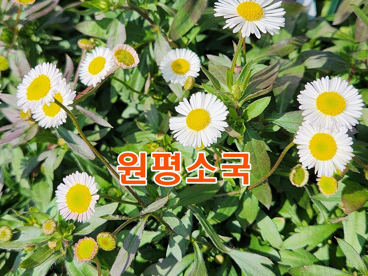 원평소국
