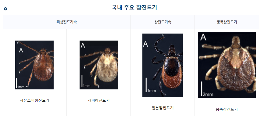 국내 주요 참진드기