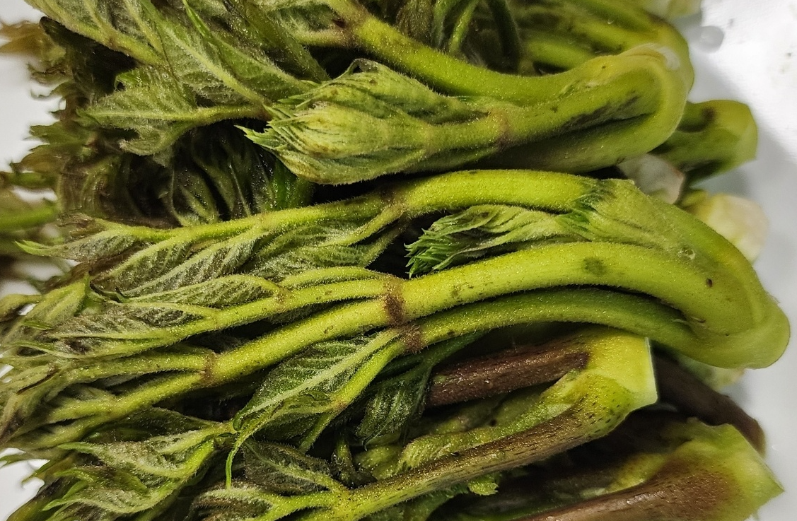 두릅손질방법보관법