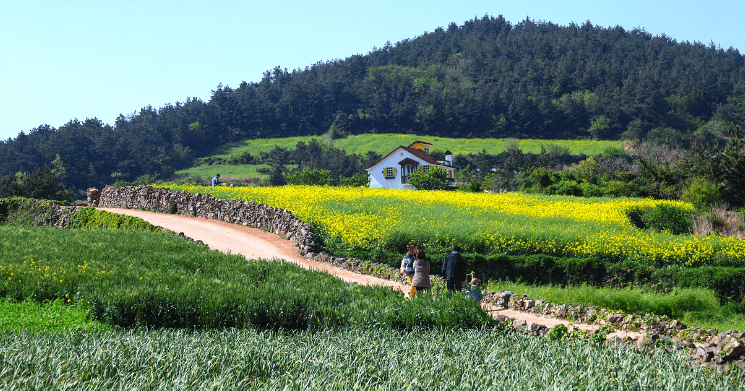 제주도의 유채꽃 여행