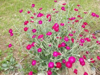 우단동자 이미지 사진