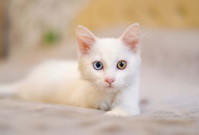 오드아이의 흰 고양이.