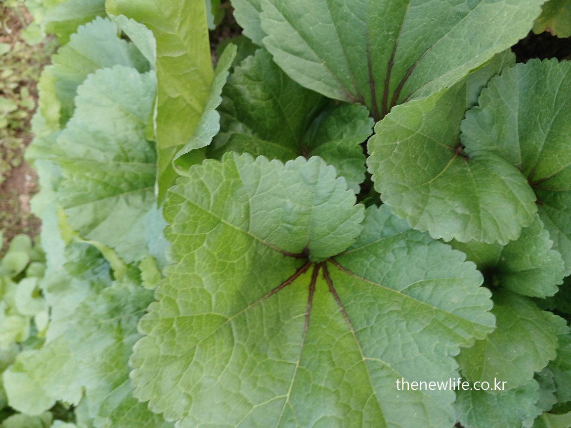 Close-up of fresh mallow leaves with vivid green veins and natural gloss- 윤기 있는 질감과 뚜렷한 잎맥이 보이는 아욱 잎의 근접 사진