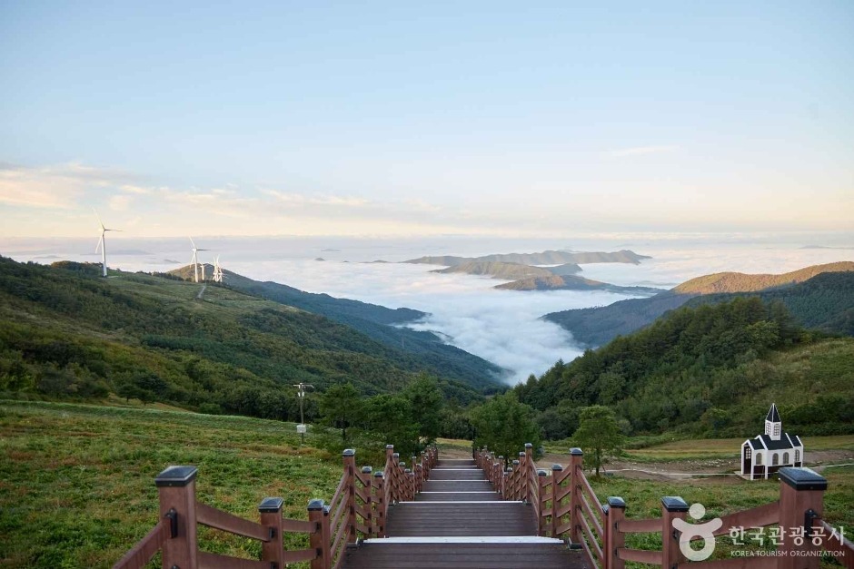 평창 육백마지기 샤스타 데이지