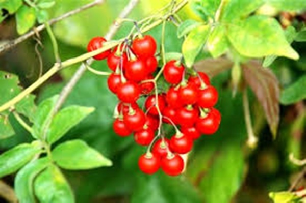 보리수 열매 먹는법