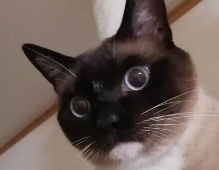 고양이에게 인기 있는 사람이 되기위한..