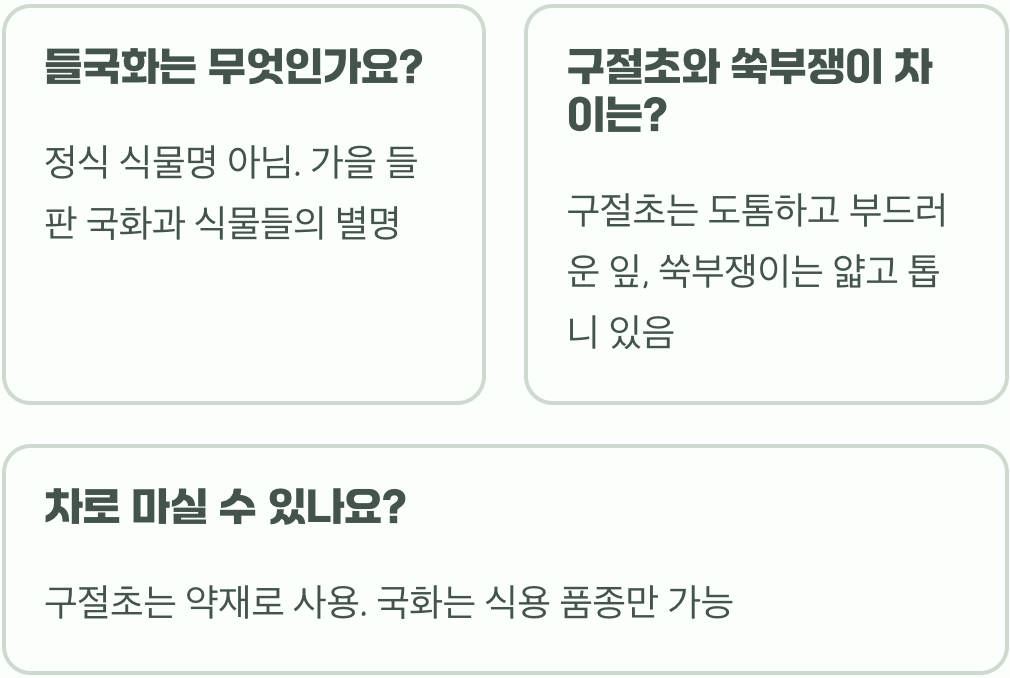 구절초와 국화의 차이점 비교, 비슷해 보이지만 다른 식물 구분법