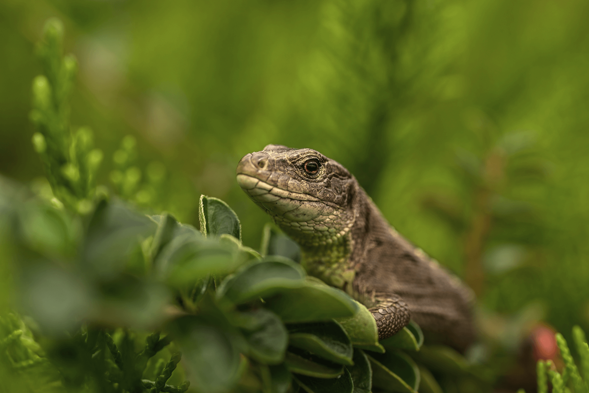 멸종위기 동식물과 파충류 사라지기 전에 알아야 할 생존 조건