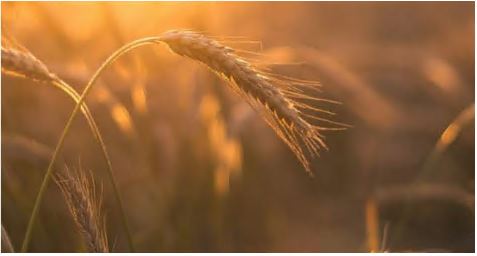 파로-효소-효능