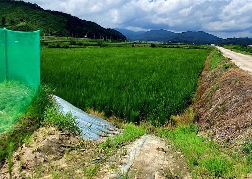 충주 농장 부직포로 정리한 물길, 장마 후 흙 유실 없이 유지된 모습