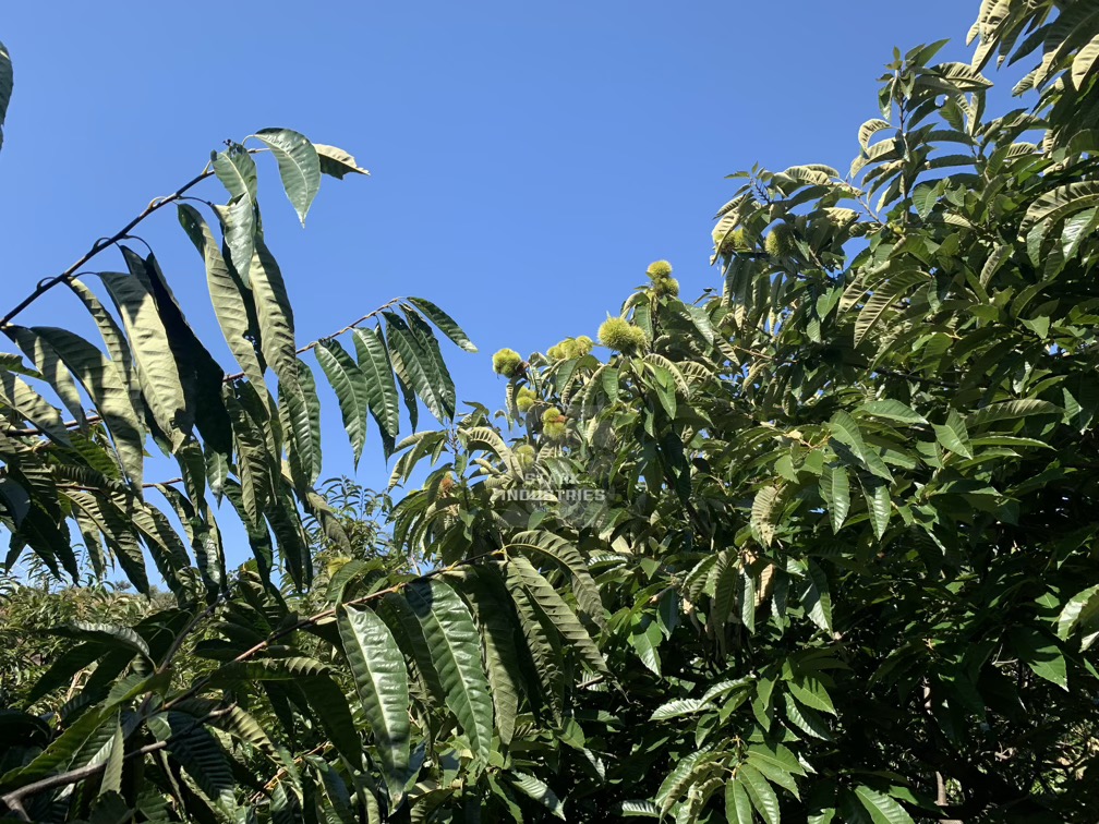 시흥 계수 밤농장 밤 줍기/따기 체험