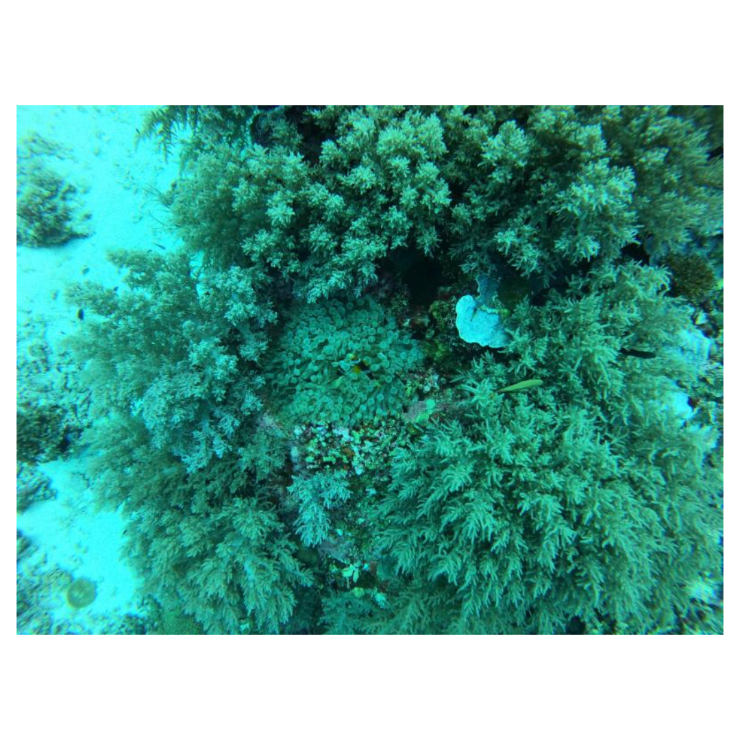 식물성 알티지 오메가3와 관련된 사진입니다.