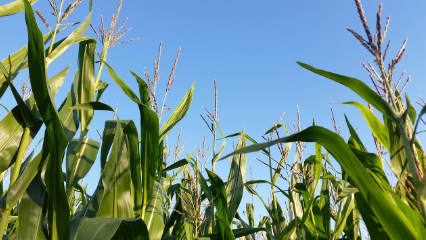 주말농장 인기작물 3위 옥수수