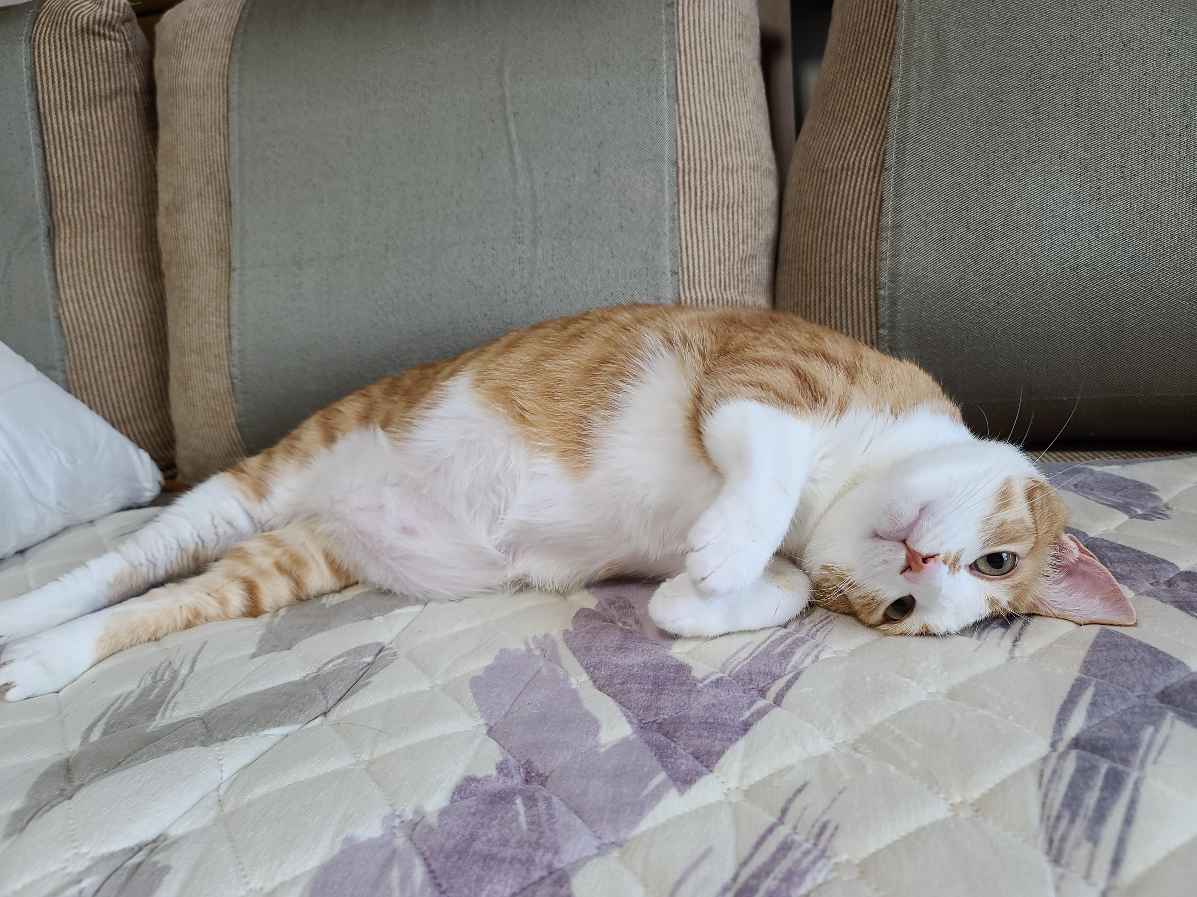 우리집 아홉냥이의 고양이 종류