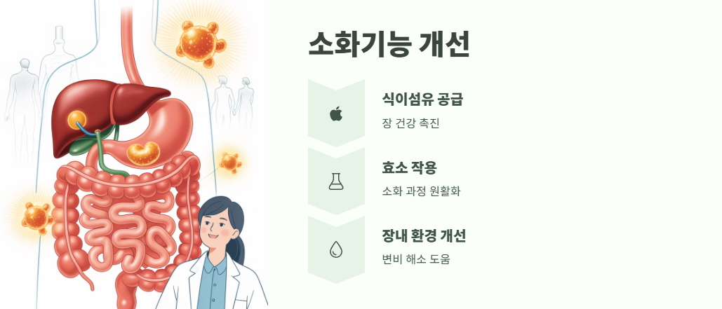 보리수 열매 효능 쉽게 정리 3