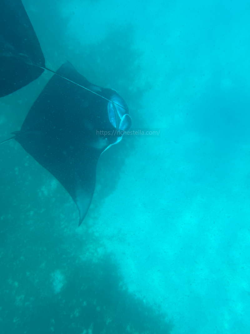 만타가오리 스노쿨링