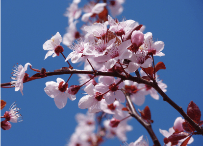 2024 벚꽃 만개시기