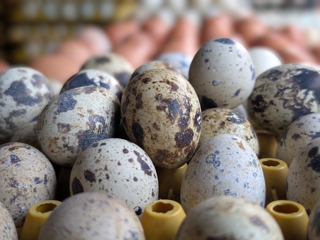 Quail egg