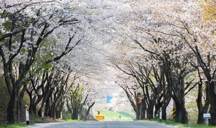 벚꽃 개화시기 2023