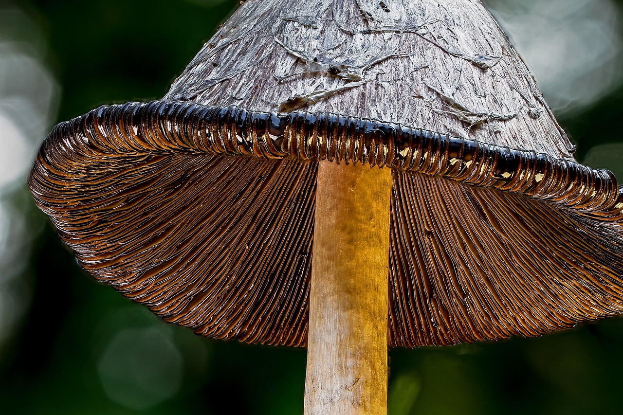 시베리아 차가버섯