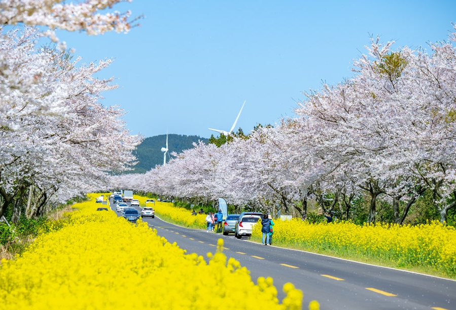 녹산로 유채꽃길
