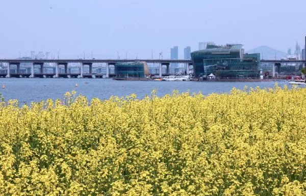 서래섬 유채꽃 축제 2025 서울 봄꽃 명소_6