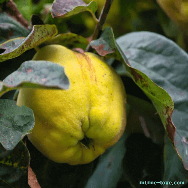 잔기침에 좋은 모과