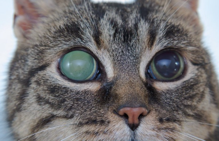 한쪽 눈이 녹내장이 된 고양이.