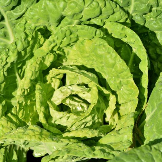 이마트 절임배추 사전예약 20kg 가격 할인 혜택9