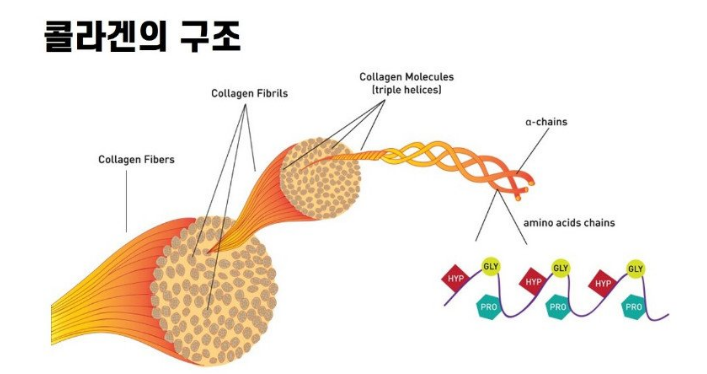 콜라겐의 효능(4)