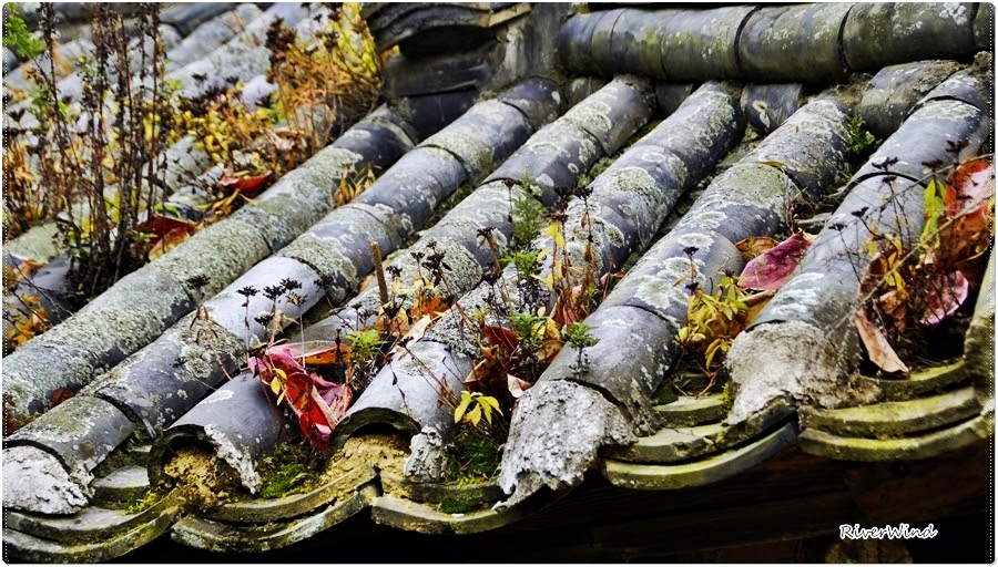 고가(古家)의 지붕과 담쟁이