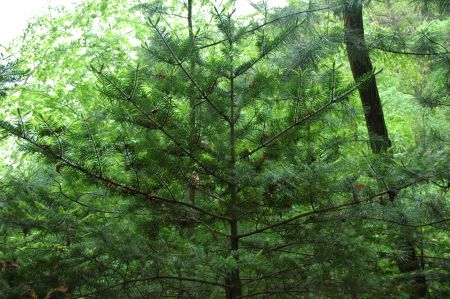 전나무(젓나무)