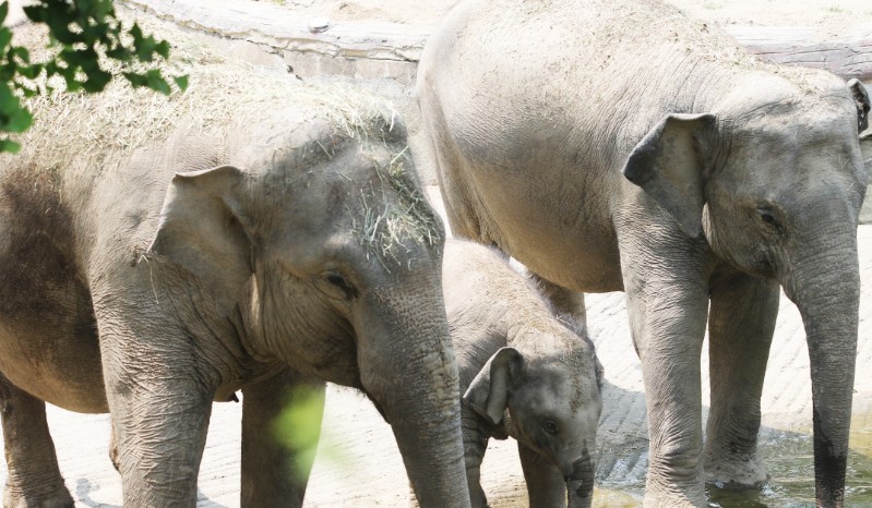 아이랑가기 좋은 곳 - 서울대공원