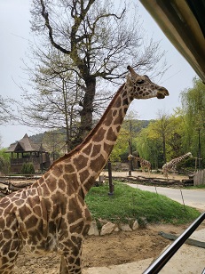 에버랜드 스마트줄서기