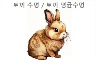 토끼 수명 토끼 평균수명