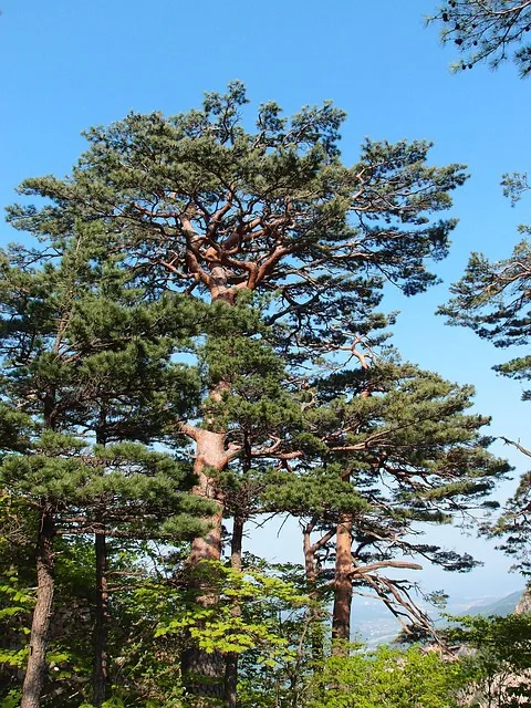 설악산 단풍 절정시기 2024년 예상일정과 교통편 정보_6