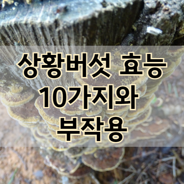 상황버섯 효능과 부작용, 먹는 방법