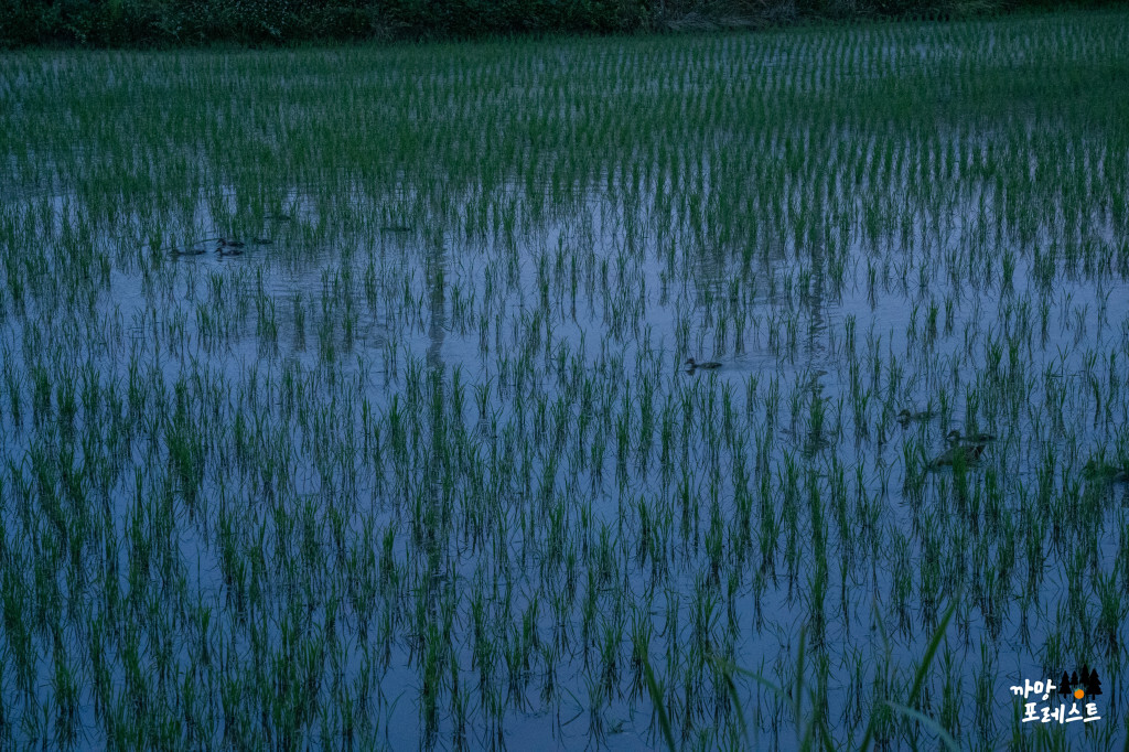 왕송호수 공원 오리떼