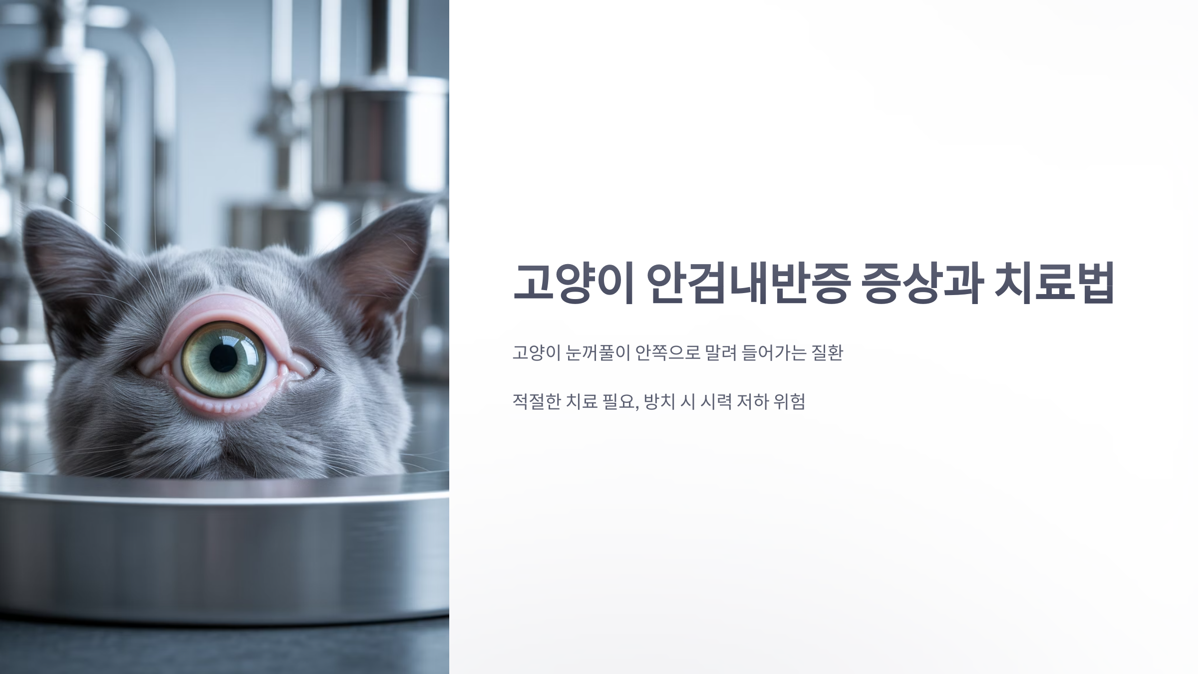 참조-고양이,-안검내반증-1