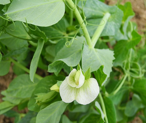 4월 파종 작물 완두콩