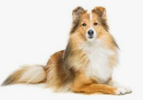 셔틀랜드 쉽독/출처:구글